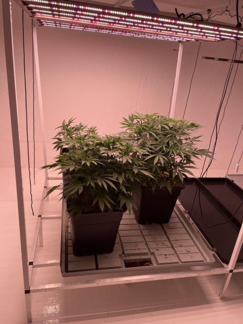Testrun of the new Setup!. Week 5