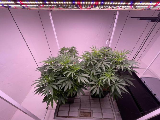 Testrun of the new Setup!. Week 6 - front left in rainbow melon, right side is nectar and in back the something good