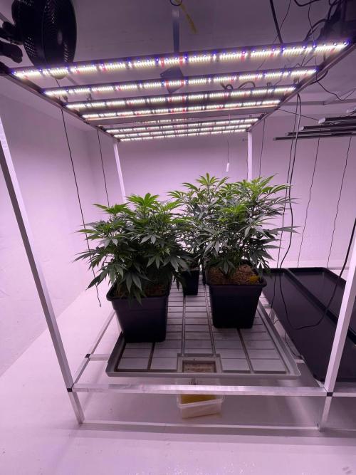 Testrun of the new Setup!. Week 6 - before scrog