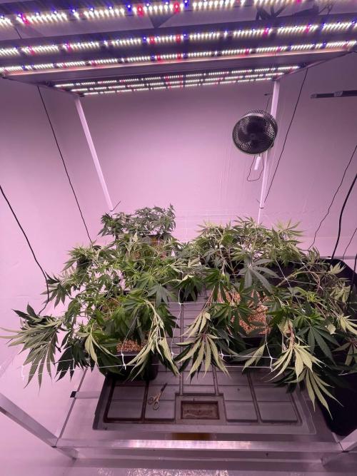 Testrun of the new Setup!. Week 6 - implemented the scrog net to widen the canopy