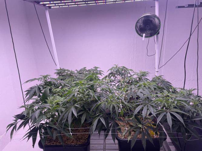 Testrun of the new Setup!. Week 6 - One day after the net got set up