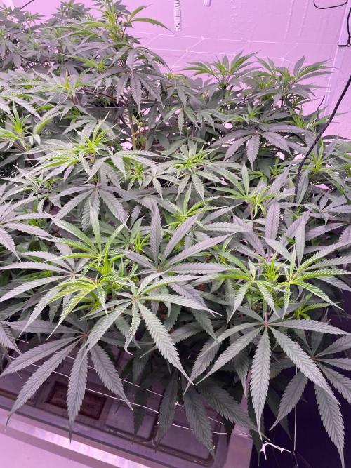 Testrun of the new Setup!. Week 7 - Nectar