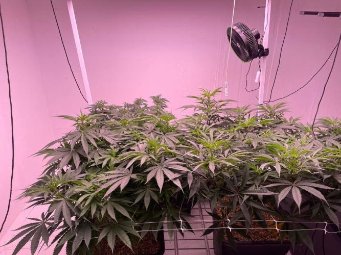 Testrun of the new Setup!. Week 7