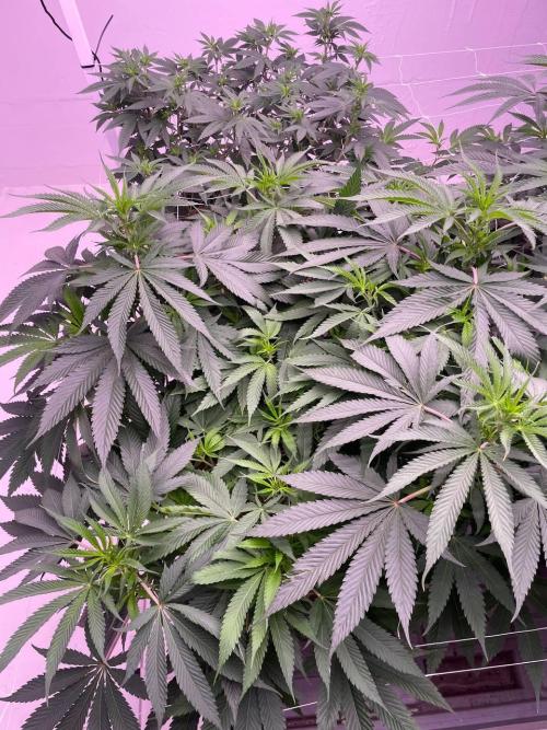 Testrun of the new Setup!. Week 7 - Rainbow Melon
