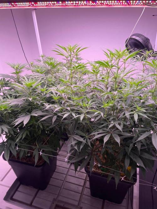 Rainbow Melon, Nectar and Something Good. Week 8 - left rainbow melon right Nectar