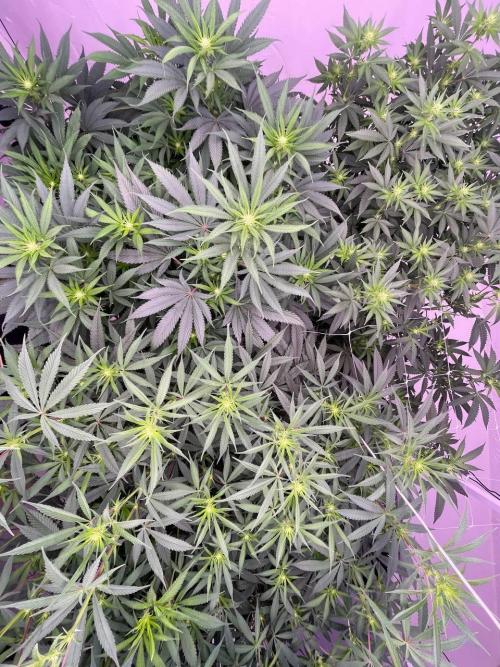Rainbow Melon, Nectar and Something Good. Week 8