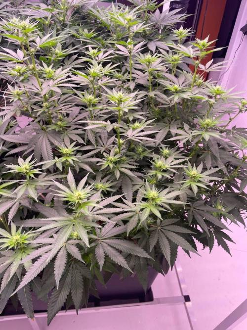 Rainbow Melon, Nectar and Something Good. Week 8