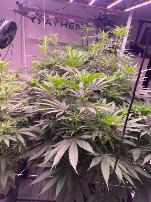 Rainbow Melon, Nectar and Something Good. Week 8 - nectar