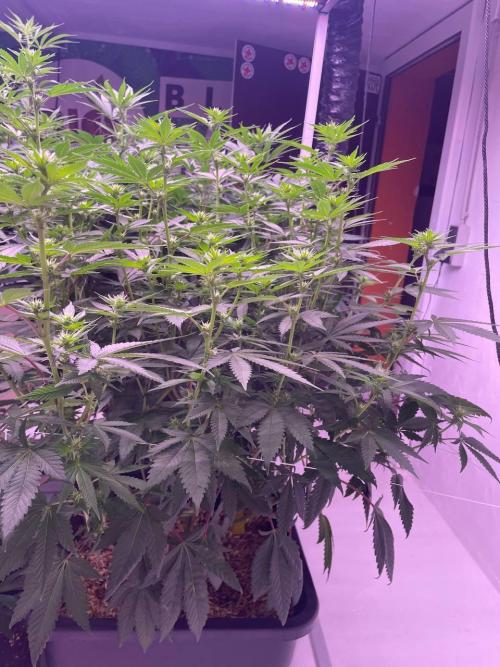 Rainbow Melon, Nectar and Something Good. Week 8 - Something Good
