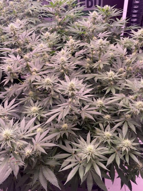 Rainbow Melon, Nectar and Something Good. Week 9