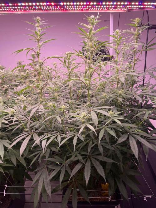 Rainbow Melon, Nectar and Something Good. Week 9