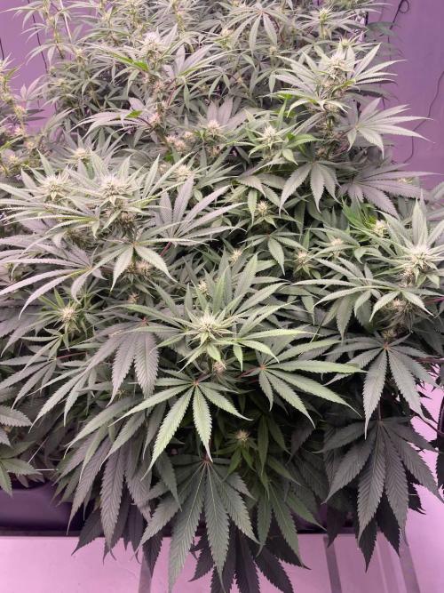 Rainbow Melon, Nectar and Something Good. Week 9