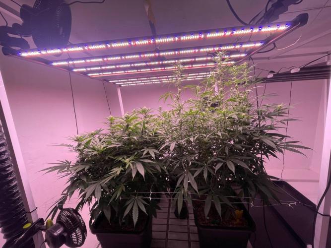 Rainbow Melon, Nectar and Something Good. Week 9