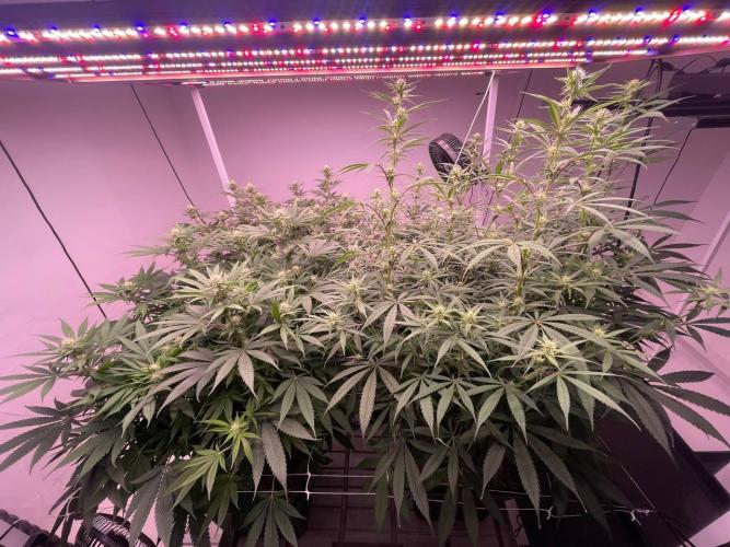 Rainbow Melon, Nectar and Something Good. Week 9