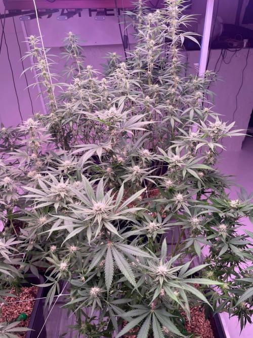 Rainbow Melon, Nectar and Something Good. Week 9