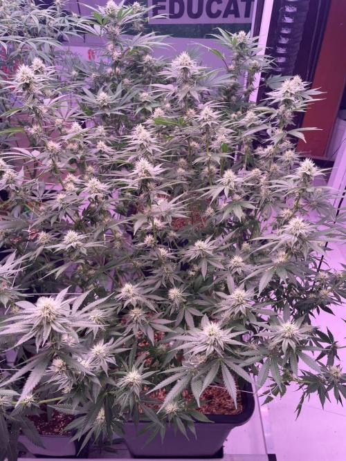 Rainbow Melon, Nectar and Something Good. Week 9