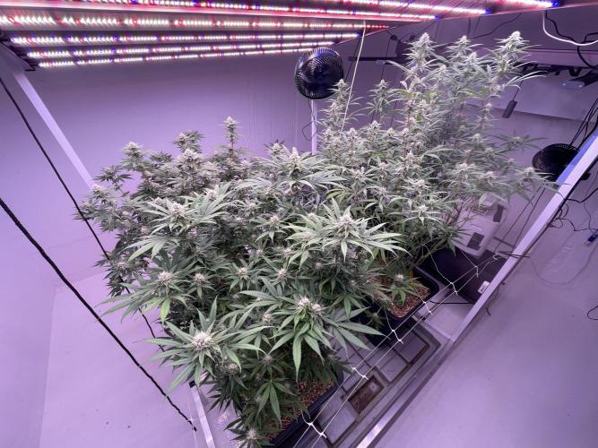 Rainbow Melon, Nectar and Something Good. Week 10