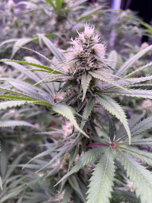 Rainbow Melon, Nectar and Something Good. Week 10