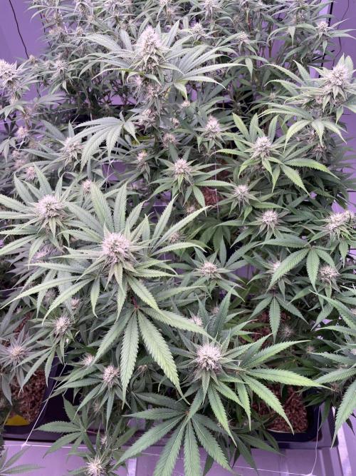 Rainbow Melon, Nectar and Something Good. Week 10