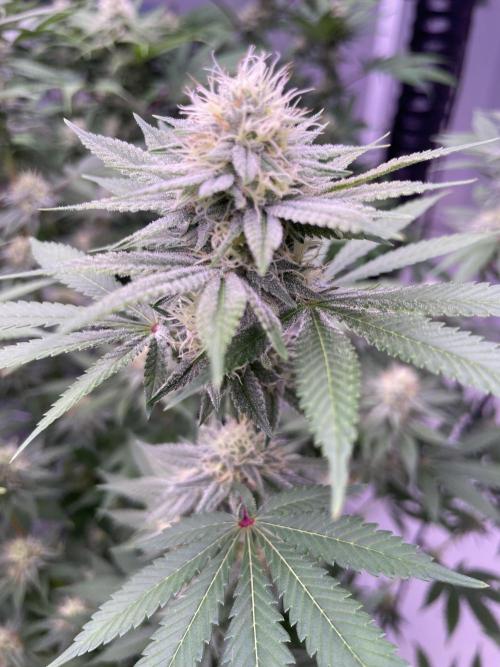 Rainbow Melon, Nectar and Something Good. Week 10