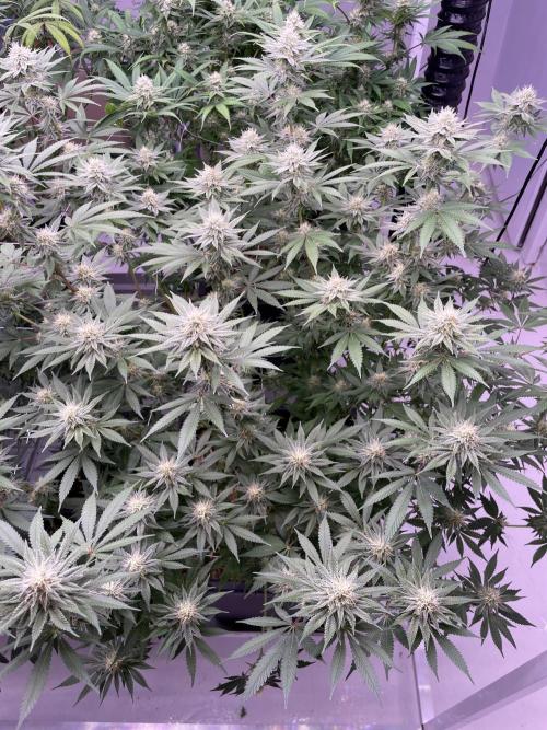 Rainbow Melon, Nectar and Something Good. Week 10
