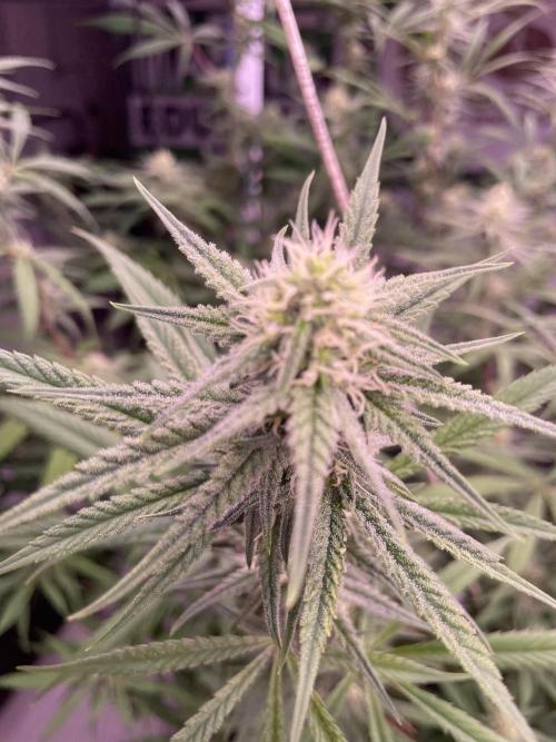 Rainbow Melon, Nectar and Something Good. Week 10