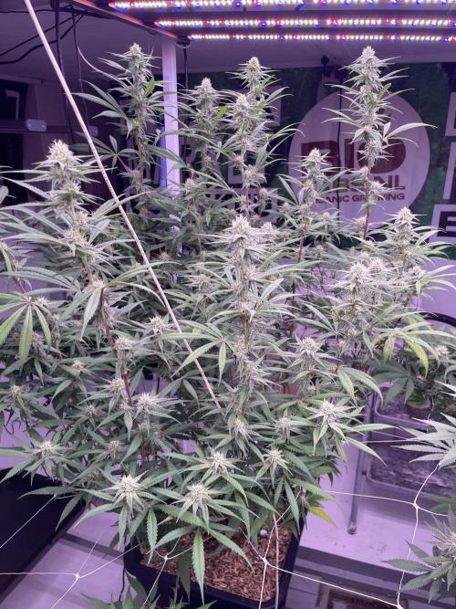 Rainbow Melon, Nectar and Something Good. Week 10