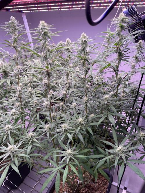 Rainbow Melon, Nectar and Something Good. Week 10