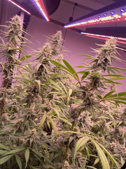 Rainbow Melon, Nectar and Something Good. Week 11