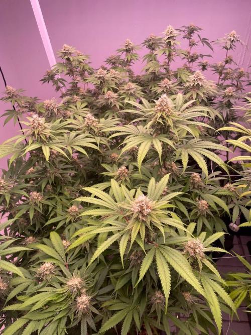Rainbow Melon, Nectar and Something Good. Week 11