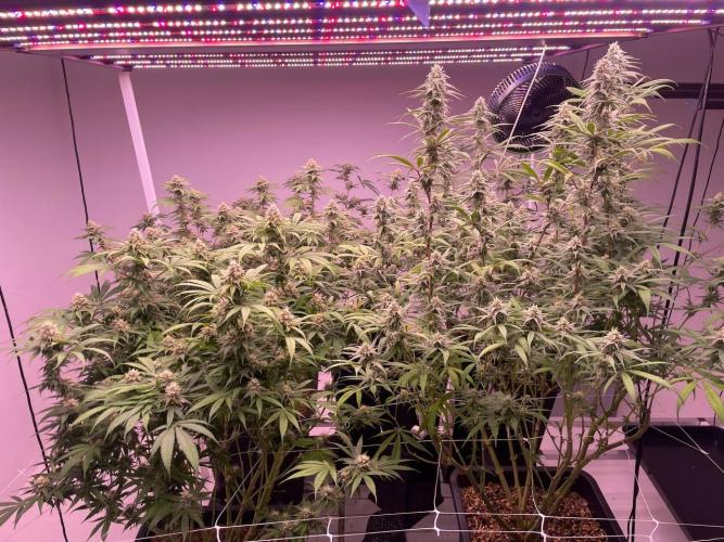 Rainbow Melon, Nectar and Something Good. Week 11