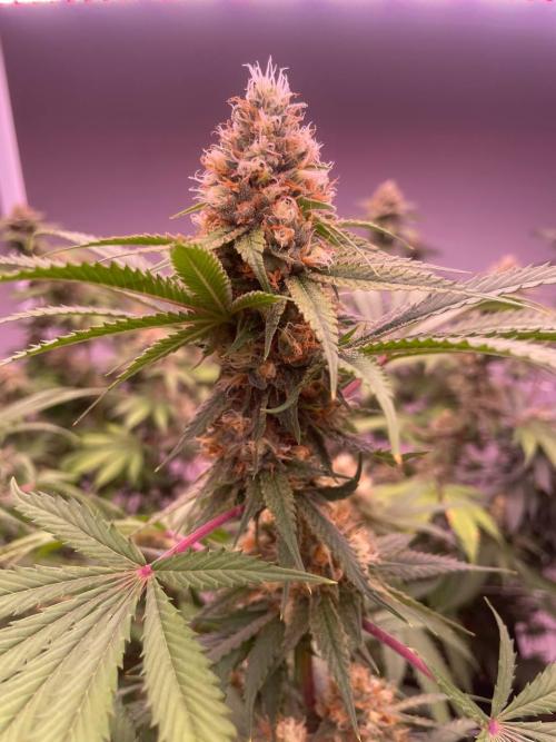 Rainbow Melon, Nectar and Something Good. Week 12 - Rainbow Melon
