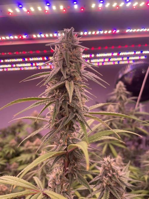 Rainbow Melon, Nectar and Something Good. Week 12 - Nectar