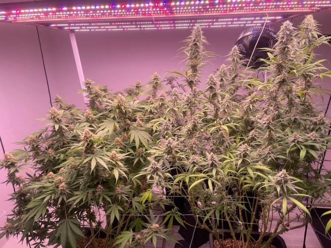 Rainbow Melon, Nectar and Something Good. Week 12