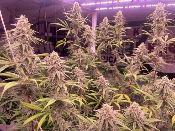 Rainbow Melon, Nectar and Something Good. Week 12