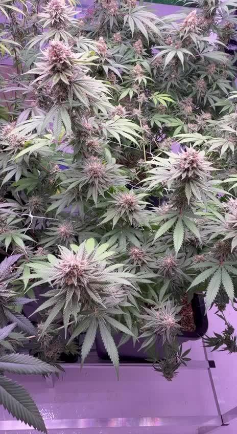 Rainbow Melon, Nectar and Something Good