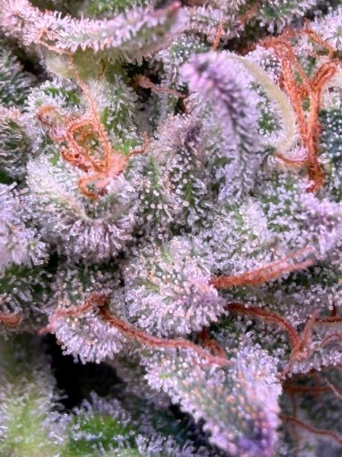 Rainbow Melon, Nectar and Something Good. Week 13 - close up SG 2