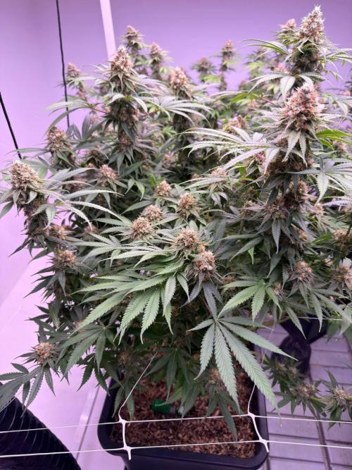 Rainbow Melon, Nectar and Something Good. Week 13 - Rainbow Melon