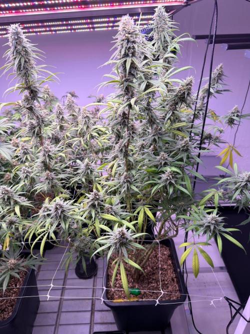 Rainbow Melon, Nectar and Something Good. Week 13 - Nectar