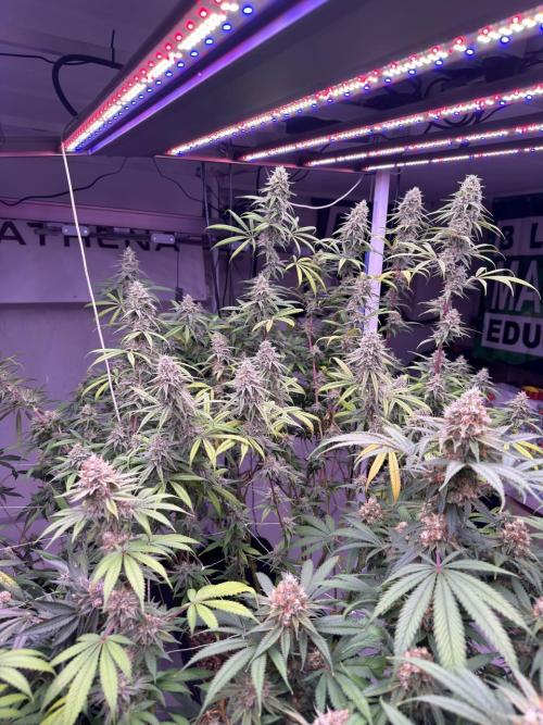 Rainbow Melon, Nectar and Something Good. Week 13 - Nectar