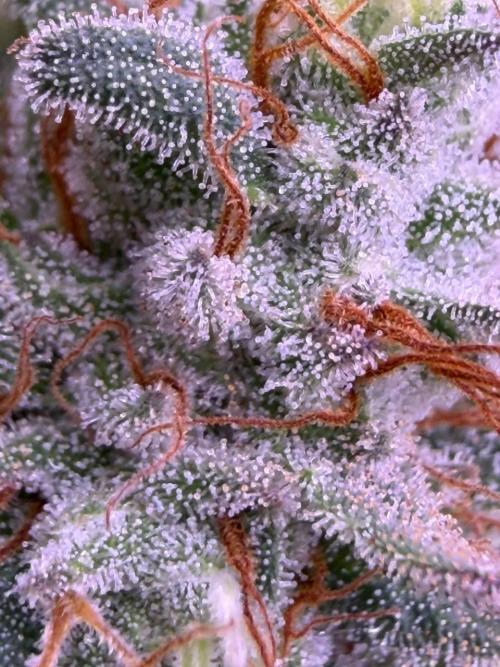 Rainbow Melon, Nectar and Something Good. Week 13 - close up SG