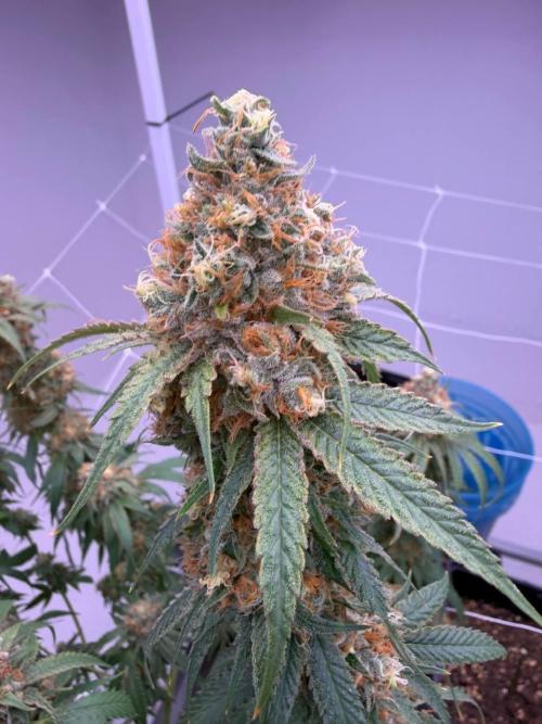 Rainbow Melon, Nectar and Something Good. Week 14 - Rainbow Melon