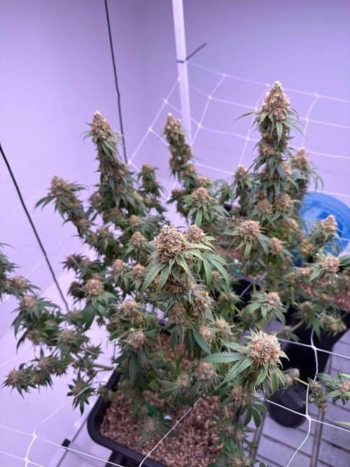 Rainbow Melon, Nectar and Something Good. Week 14 - Rainbow Melon