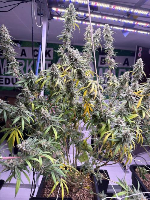 Rainbow Melon, Nectar and Something Good. Week 14 - Nectar
