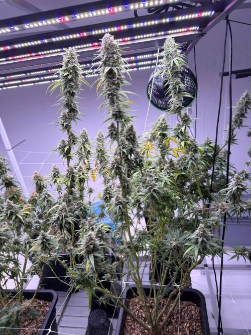 Rainbow Melon, Nectar and Something Good. Week 14 - Nectar