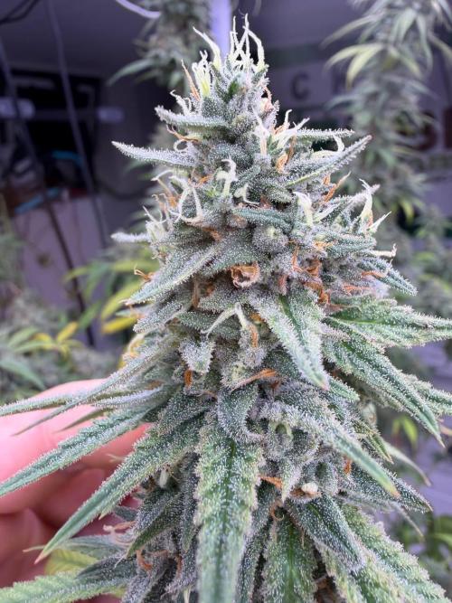Rainbow Melon, Nectar and Something Good. Week 14 - Nectar