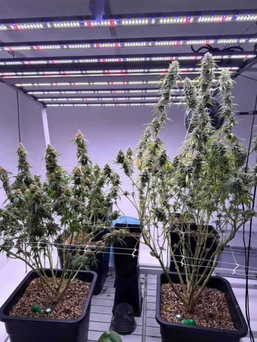 Rainbow Melon, Nectar and Something Good. Week 14