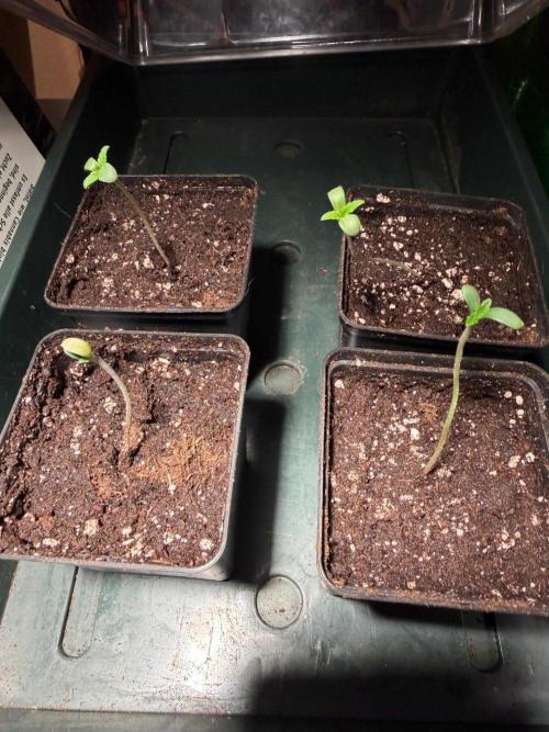 Karma Pina OZ. Week 0