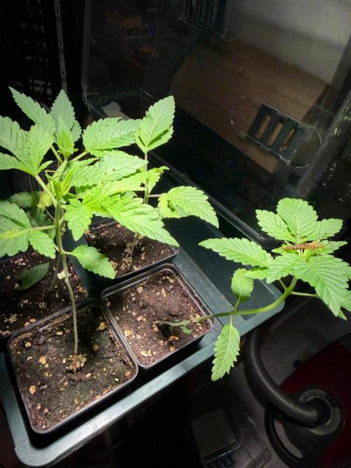 Karma Pina OZ. Week 0