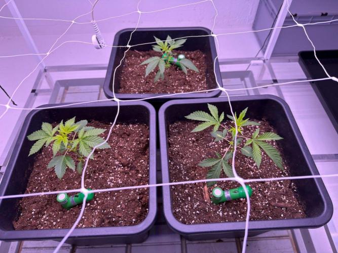 Karma Pina OZ. Week 1 - Top middle is Pina OZ